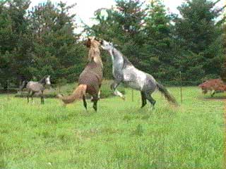 geldings at play